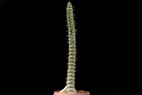 Eulycnia castanea v. spiralis 65 cm. 120.00 €